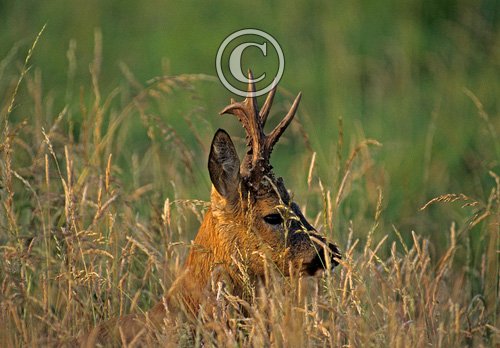 Roe Deer Buck DM0691